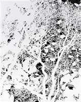Lot 347 - Caroline Jane Harris (British b.1987), 'Canopy', 2010