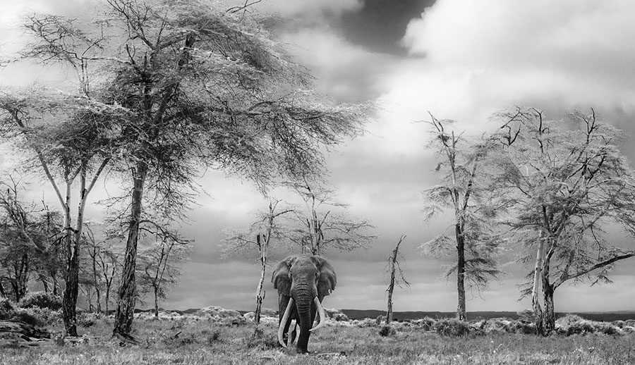 Lot 75 - David Yarrow (British 1966-), 'The Fairytale', 2017