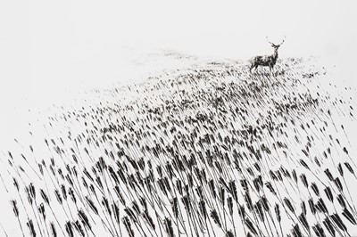 Lot 161 - Pejac (Spanish 1977-), 'Meadow', 2015